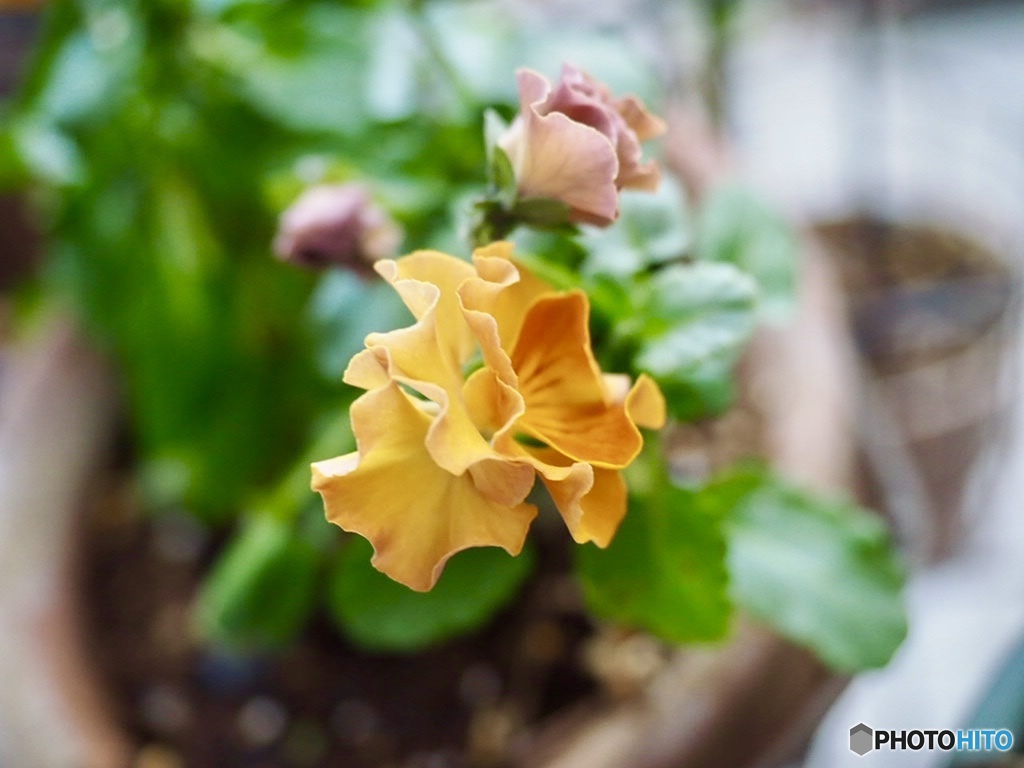 仲間が増える迄頑張るよ