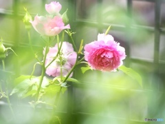 雨に濡れても