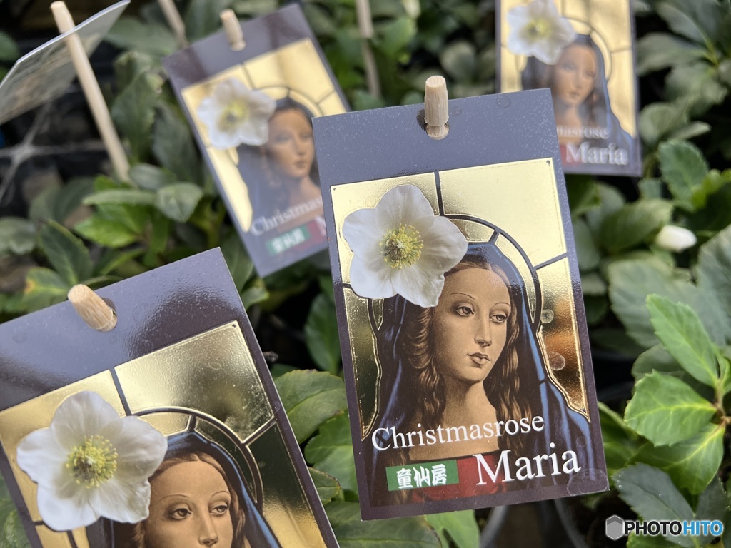 Christmasrose　ニゲルMaria