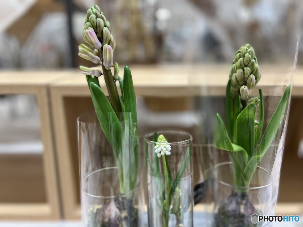 Muscari&hyacinth