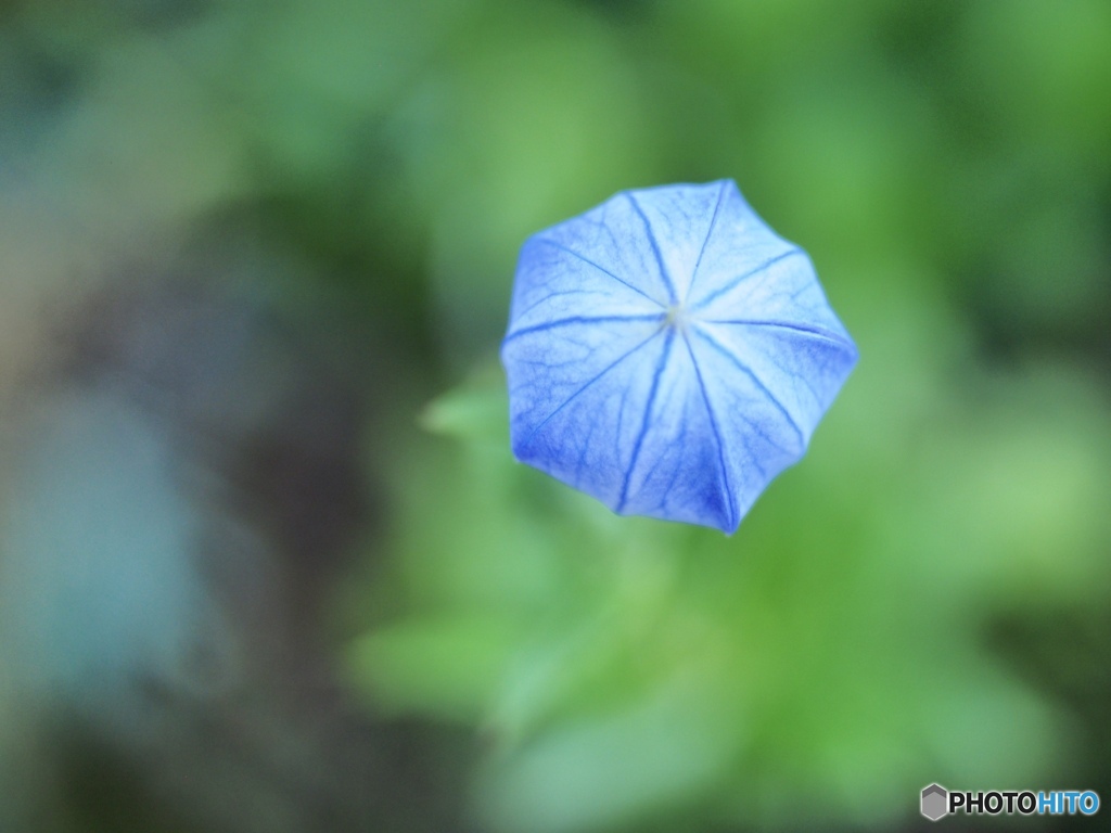 朝の風船