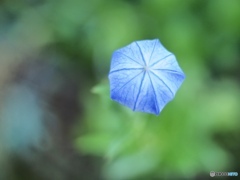 朝の風船