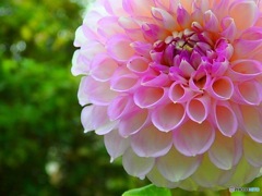 Dahlia