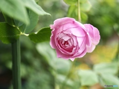 teaにdamask fruitの香り