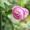 teaにdamask fruitの香り
