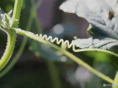 絆