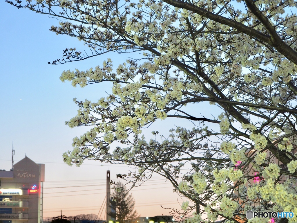夕暮れ桜