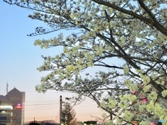 夕暮れ桜