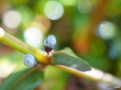 モコモコまるまる…ココからスタートだよ