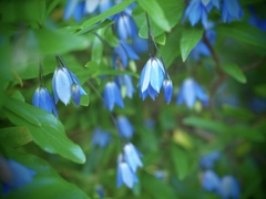 Australian bluebell