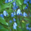 Australian bluebell