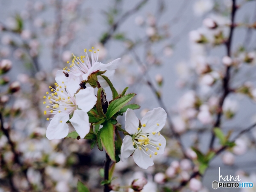 一才桜開花中