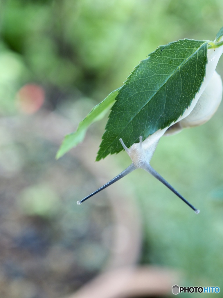 朝のニョロニョロ体操