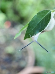 朝のニョロニョロ体操