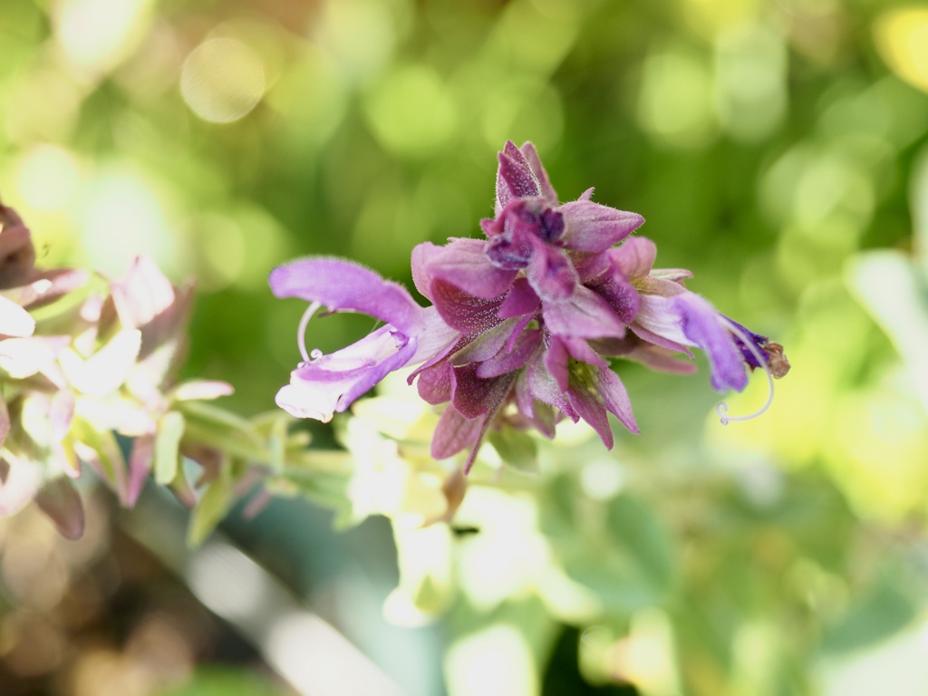 サルビア・ランスロット