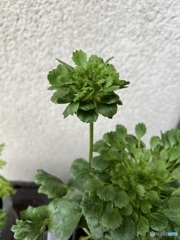 Ranunculus Green