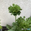 Ranunculus Green