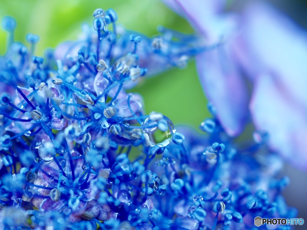 Light-blue tear  ②