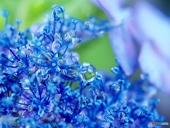 Light-blue tear  ②