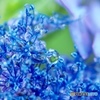 Light-blue tear  ②