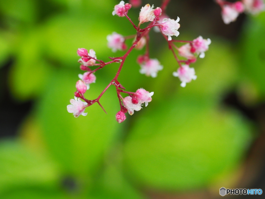 ヒューケラの花