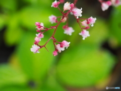 ヒューケラの花