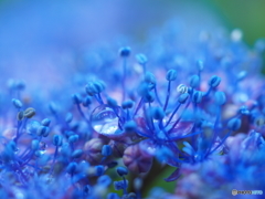 Light-blue tear