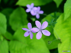 ちいさな花が好きです