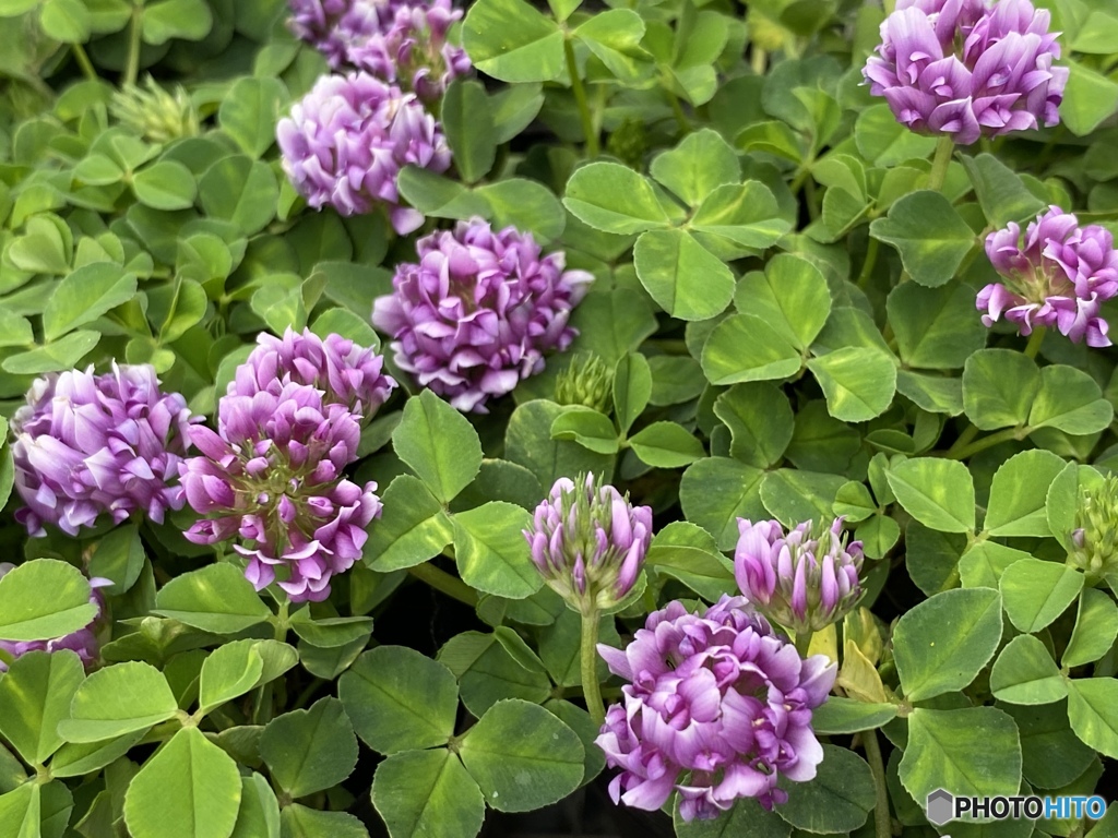 しあわせのpurple