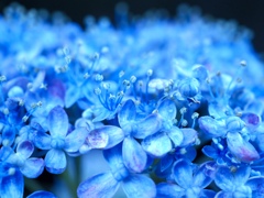 蒼く弾ける
