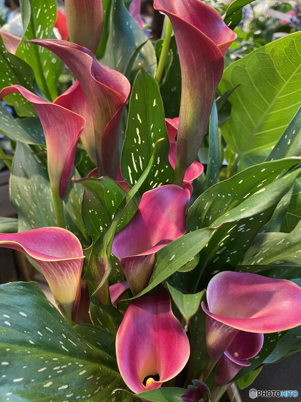 欲しかったんだけどなぁ