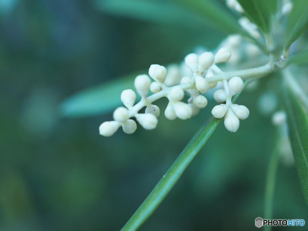 夕暮れOlive