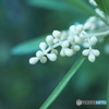 夕暮れOlive