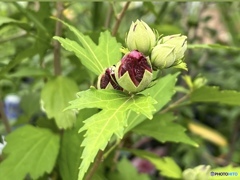 木槿