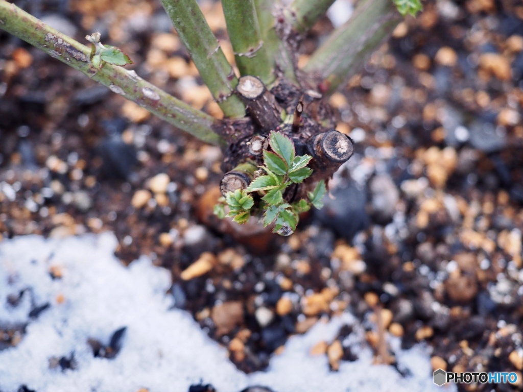 Spring in the snow