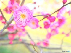 梅日和