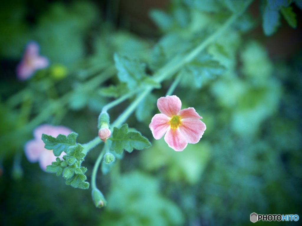 それでも花は咲く