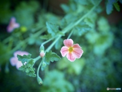 それでも花は咲く