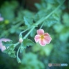それでも花は咲く