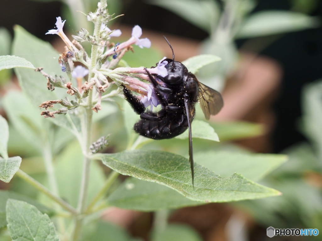 コレがやめられないんだなぁ…美味しくて