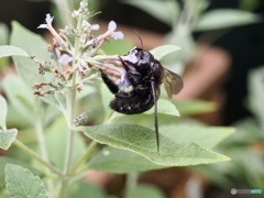 コレがやめられないんだなぁ…美味しくて