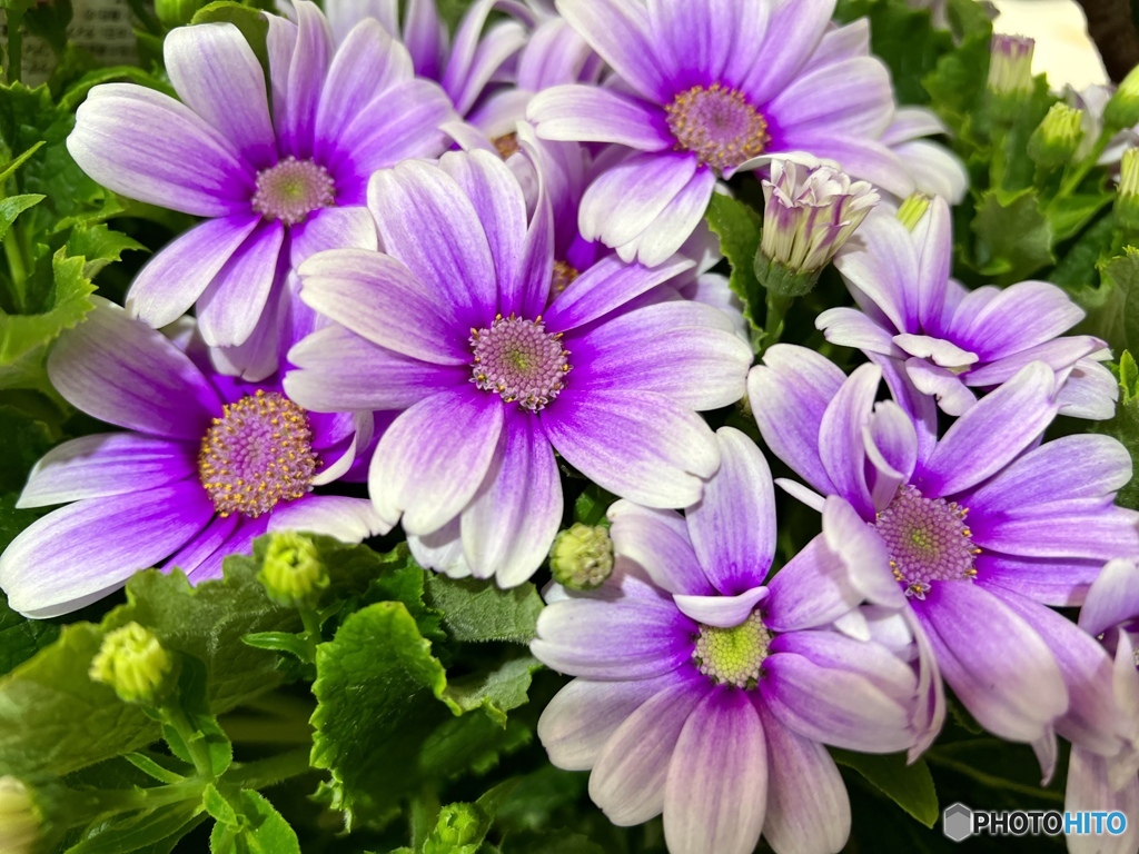 Cineraria