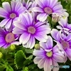 Cineraria