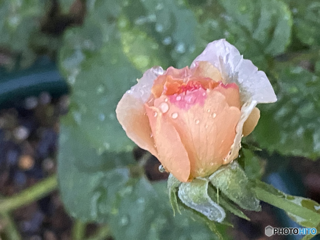 雨に芳る