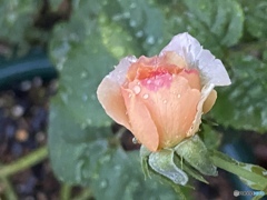 雨に芳る