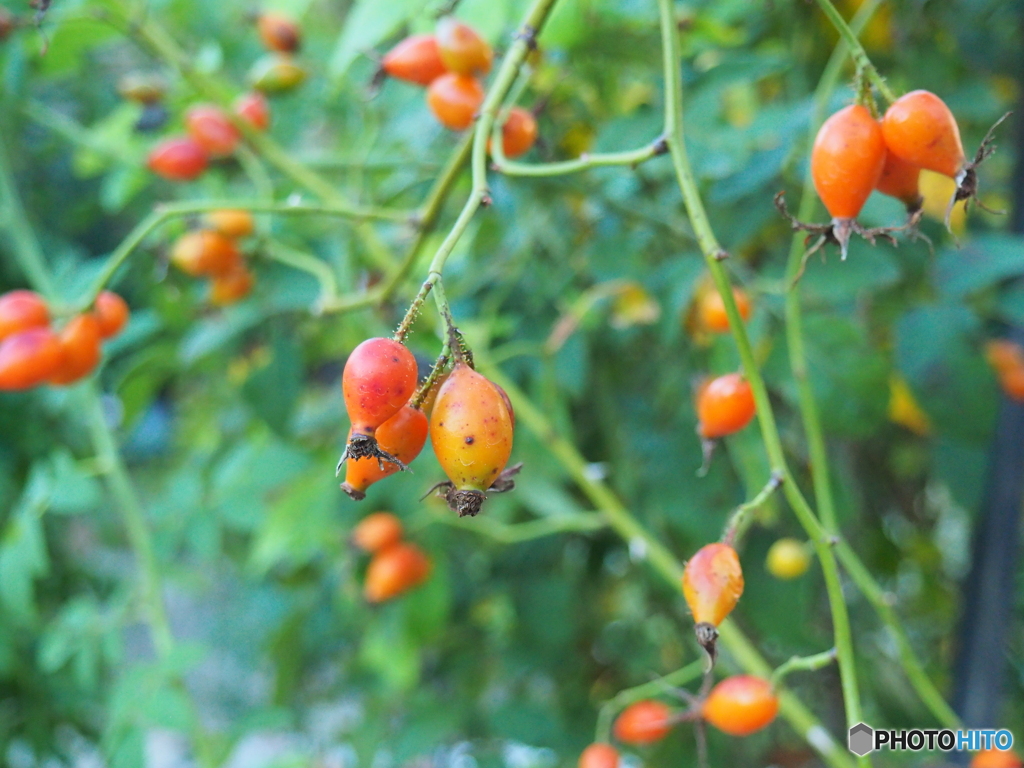 rose hips