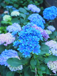 紫陽花たちの歌