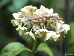 あ〜ボクは眠いのだ
