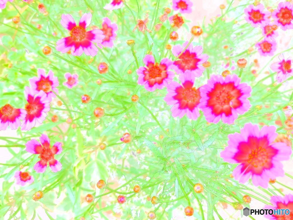 コレオプシスガーネット