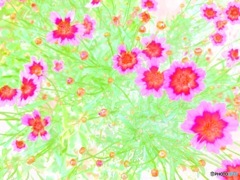 コレオプシスガーネット